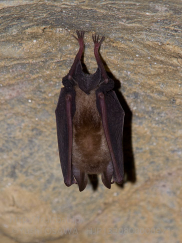 キクガシラコウモリ　Rhinolophus ferrumequinum　Greater horseshoe bat