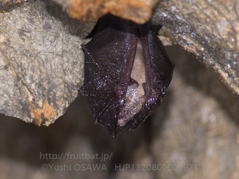 キクガシラコウモリ　Rhinolophus ferrumequinum　Greater horseshoe bat