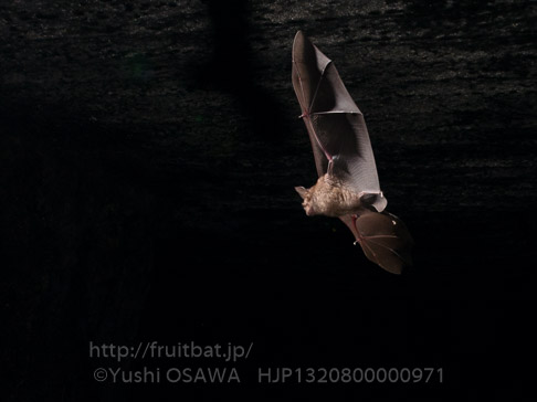 キクガシラコウモリ　Rhinolophus ferrumequinum　Greater horseshoe bat