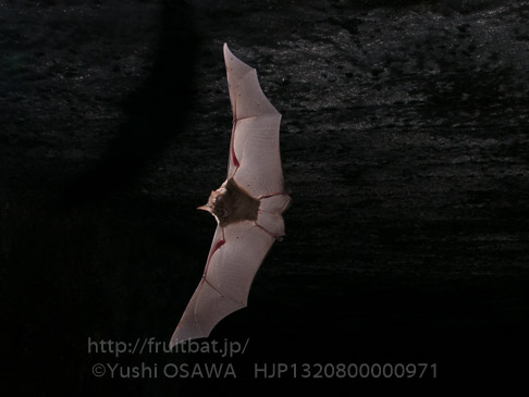キクガシラコウモリ　Rhinolophus ferrumequinum　Greater horseshoe bat