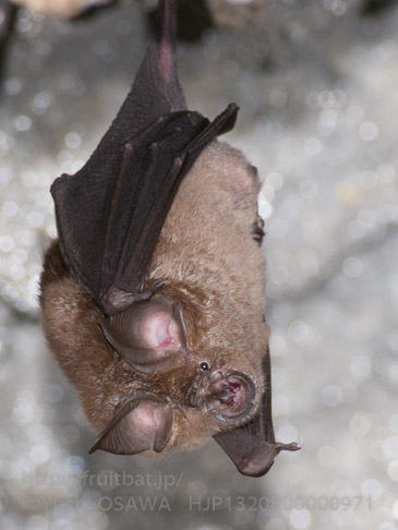 キクガシラコウモリ　Rhinolophus ferrumequinum　Greater horseshoe bat