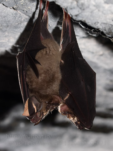 キクガシラコウモリ　Rhinolophus ferrumequinum　Greater horseshoe bat