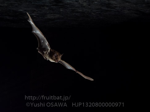 キクガシラコウモリ　Rhinolophus ferrumequinum　Greater horseshoe bat
