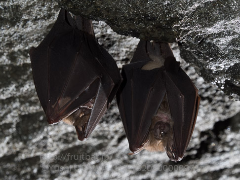 キクガシラコウモリ　Rhinolophus ferrumequinum　Greater horseshoe bat