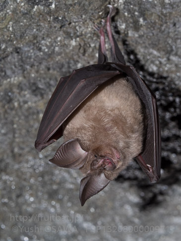 キクガシラコウモリ　Rhinolophus ferrumequinum　Greater horseshoe bat