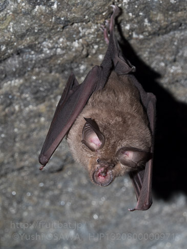 キクガシラコウモリ　Rhinolophus ferrumequinum　Greater horseshoe bat