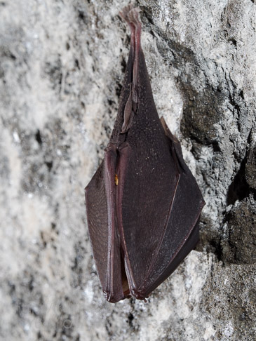 キクガシラコウモリ　Rhinolophus ferrumequinum　Greater horseshoe bat