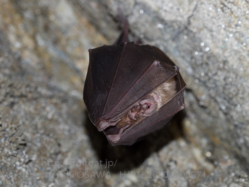 キクガシラコウモリ　Rhinolophus ferrumequinum　Greater horseshoe bat