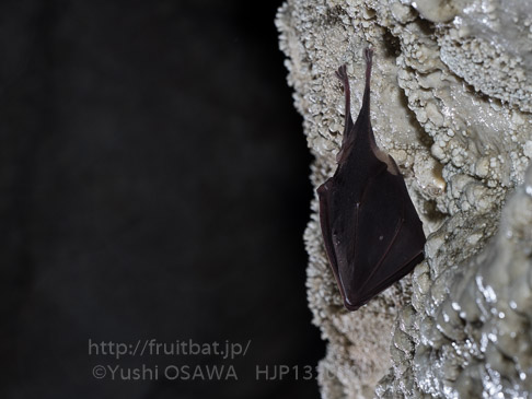 キクガシラコウモリ　Rhinolophus ferrumequinum　Greater horseshoe bat