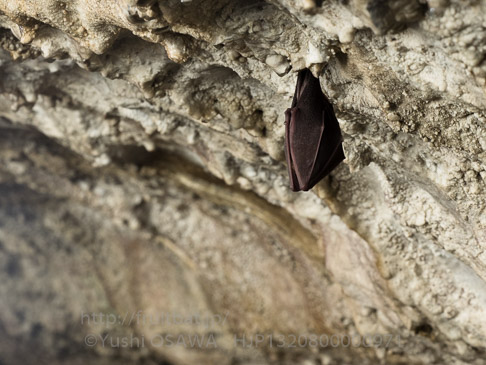 キクガシラコウモリ　Rhinolophus ferrumequinum　Greater horseshoe bat