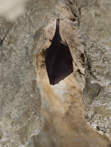 キクガシラコウモリ　Rhinolophus ferrumequinum　Greater horseshoe bat