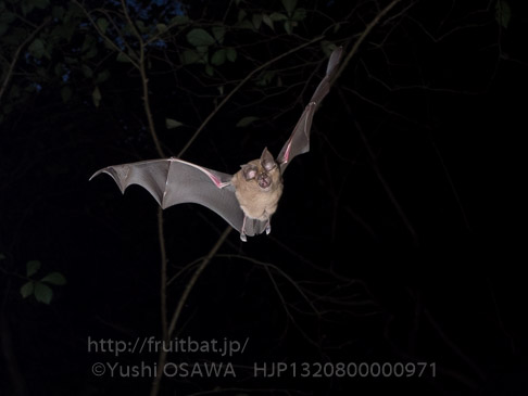 キクガシラコウモリ　Rhinolophus ferrumequinum　Greater horseshoe bat