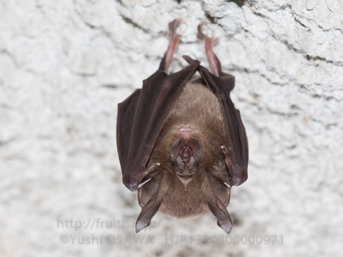 キクガシラコウモリ　Rhinolophus ferrumequinum　Greater horseshoe bat