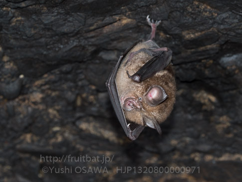キクガシラコウモリ　Rhinolophus ferrumequinum　Greater horseshoe bat