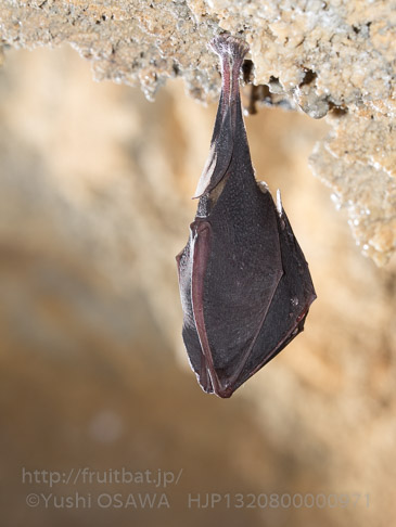 キクガシラコウモリ　Rhinolophus ferrumequinum　Greater horseshoe bat