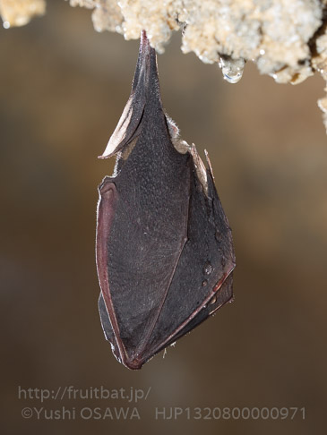 キクガシラコウモリ　Rhinolophus ferrumequinum　Greater horseshoe bat