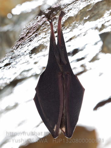 キクガシラコウモリ　Rhinolophus ferrumequinum　Greater horseshoe bat