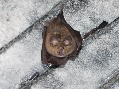 キクガシラコウモリ　Rhinolophus ferrumequinum　Greater horseshoe bat