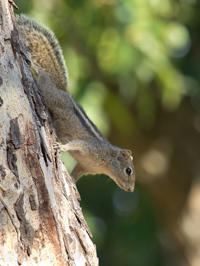 インドシマヤシリス　Funambulus palmarum　Palm Squirrel