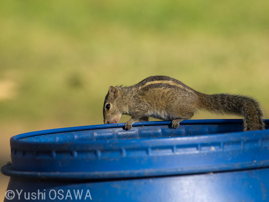 インドシマヤシリス　Funambulus palmarum　Palm Squirrel