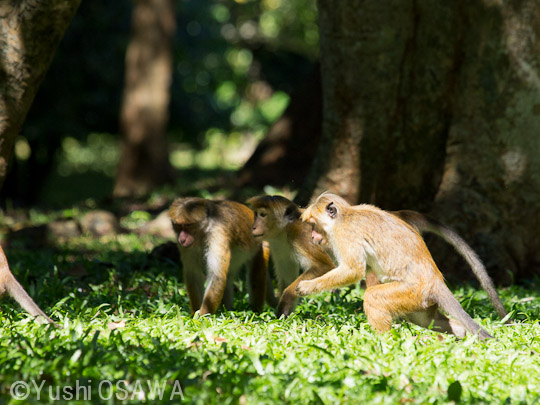 トクモンキー　Macaca sinica　Toque Macaque