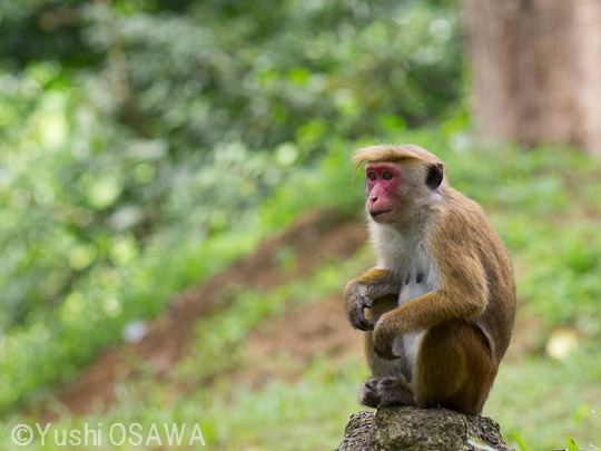 トクモンキー　Macaca sinica　Toque Macaque
