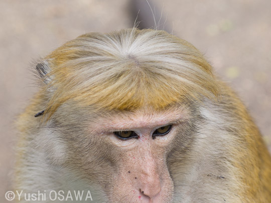 トクモンキー　Macaca sinica　Toque Macaque