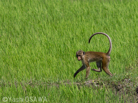 トクモンキー　Macaca sinica　Toque Macaque
