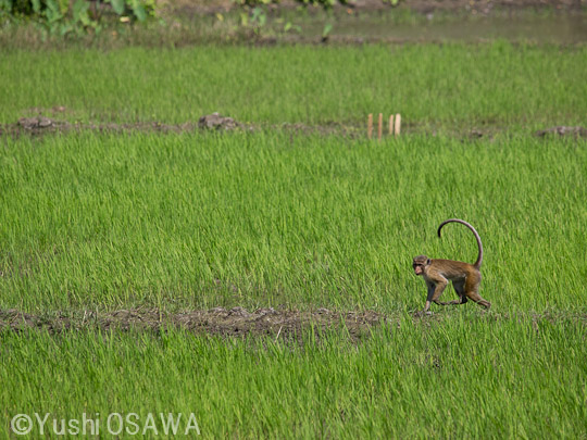 トクモンキー　Macaca sinica　Toque Macaque