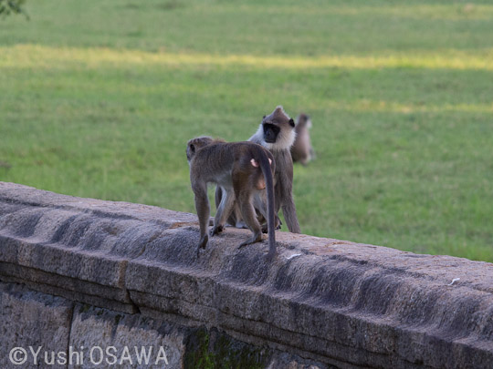 トクモンキー(手前）　Macaca sinica　Toque Macaque