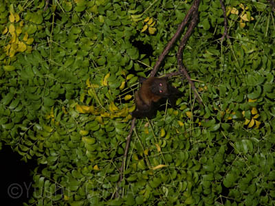 �q���I�I�R�E����, Pteropus hypomelanus,Island (or small) flying fox