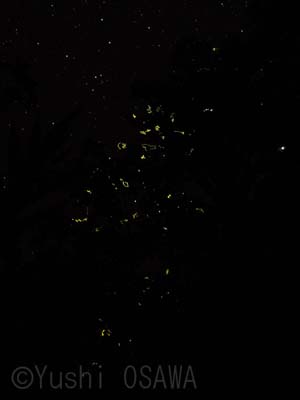 �W���̃z�^���̏W�܂��