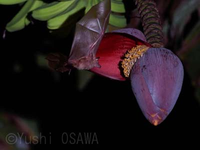 �V�^�i�K�t���[�c�R�E����