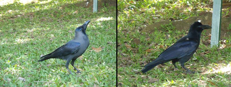 イエガラスとハシブトガラス