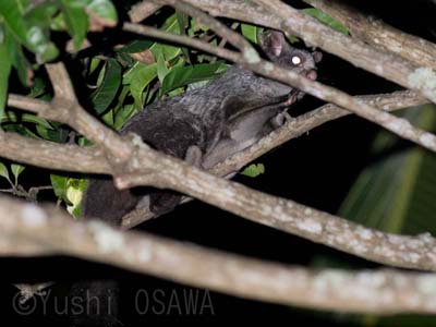 �C���h���T�T�r