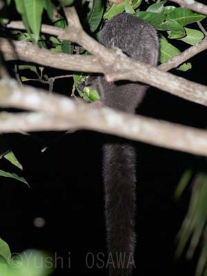 後ろ向きのインドムササビ