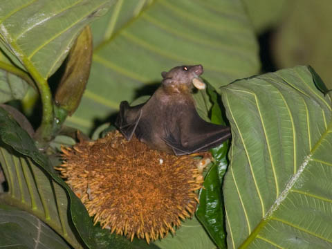 �W���b�N�t���[�c�̎���͂��o���I�I�R�E����