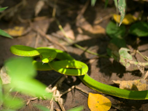 �S�A�K�W���̎R���ɂ����w�r