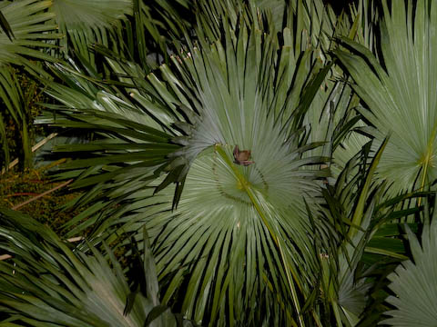 �V�����̗t������Ńe���g��ɂ��Ă���I�I�R�E����