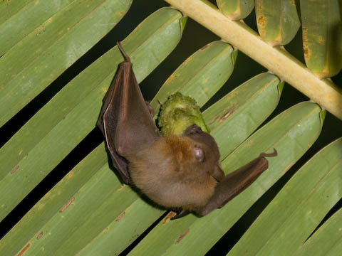 �����^�}�i�̎���H�ׂ钆�^�I�I�R�E����