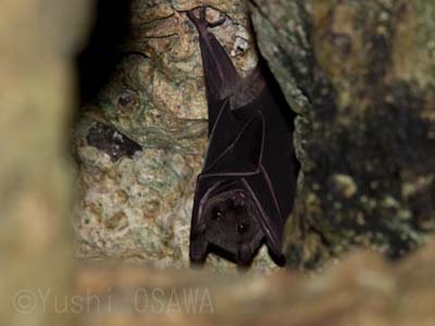 �Z���x�X���[�Z�b�g�I�I�R�E����