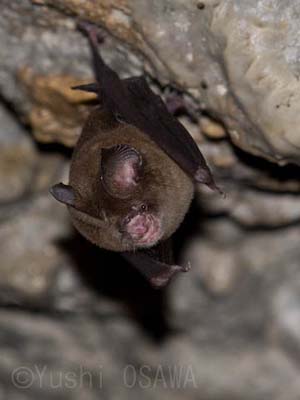 グールドカグラコウモリ