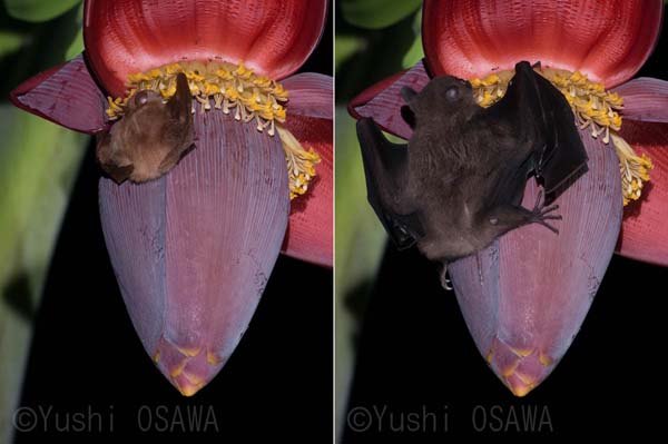 �V�^�i�K�t���[�c�R�E�����i���j�ƃZ���x�X���[�Z�b�g�I�I�R�E�����i�E�j