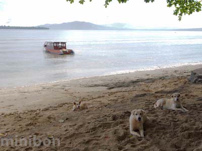 �u�i�P���`���`�����]�[�g�̔����t�@�~���[