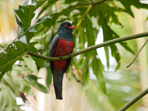 �I�O���L�k�o�l�h��