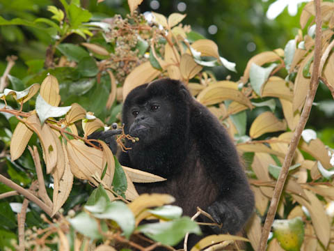 �p�L�����b�W�ɂ���Q�ꂢ��}���g�z�G�U��