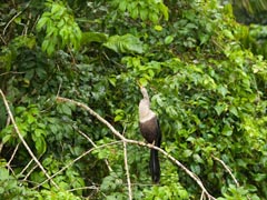 �A�����J�w�r�E