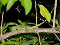 �؂̏�̃o�V���X�N