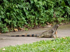 �O���[���C�O�A�i