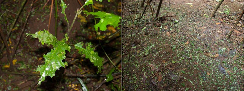 �n�L���A�����t��؂�o���ĕ���������